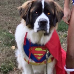 💎 Superman Dog Halloween Costume 💎